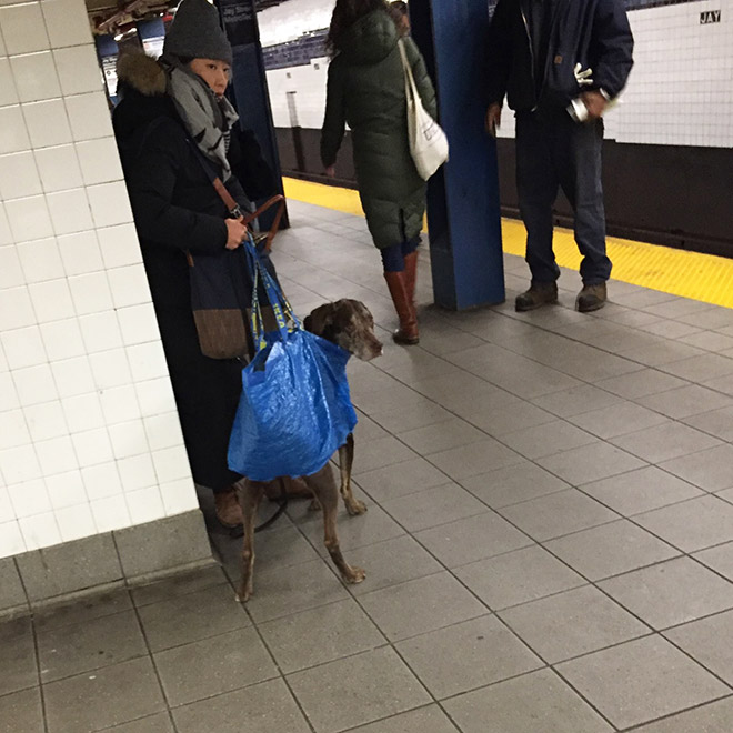 As long as your dog is in a bag, he is allowed to ride the NYC subway...