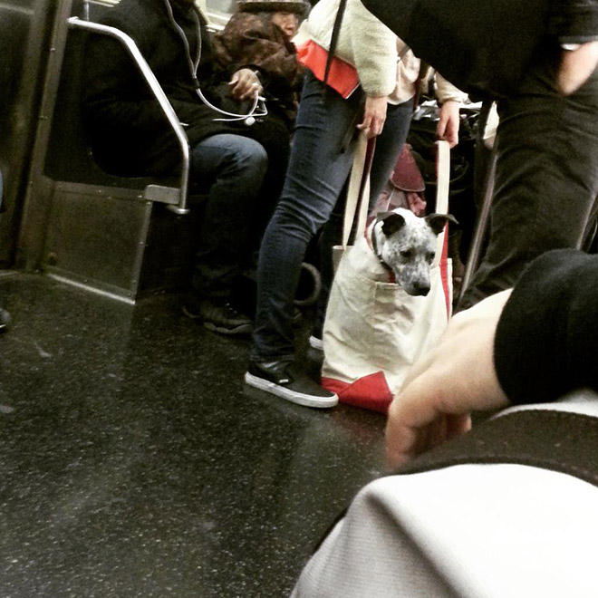 As long as your dog is in a bag, he is allowed to ride the NYC subway...