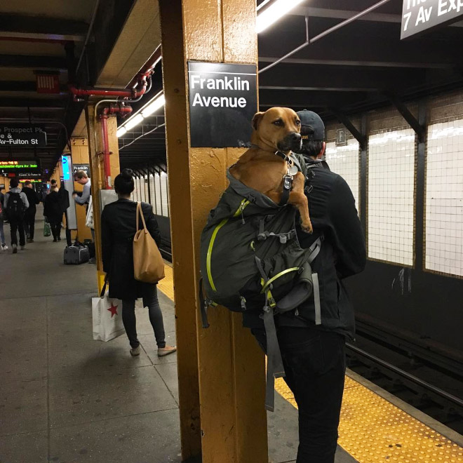 As long as your dog is in a bag, he is allowed to ride the NYC subway...