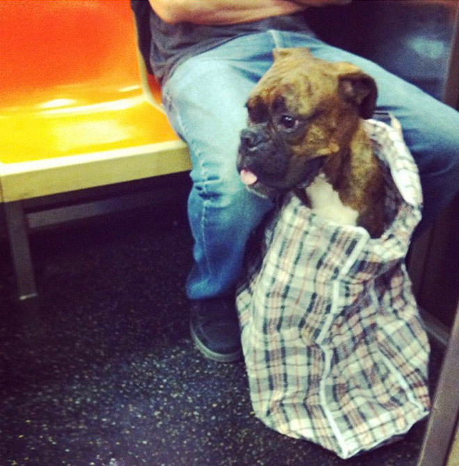 As long as your dog is in a bag, he is allowed to ride the NYC subway...