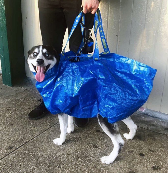 As long as your dog is in a bag, he is allowed to ride the NYC subway...