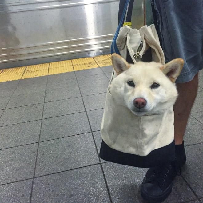 As long as your dog is in a bag, he is allowed to ride the NYC subway...