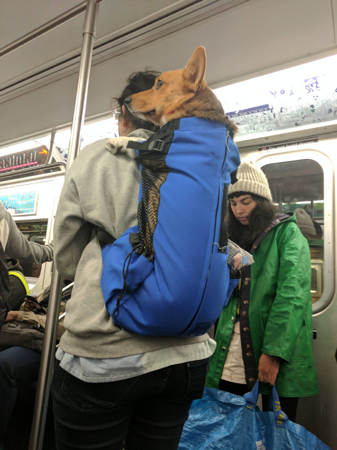 As long as your dog is in a bag, he is allowed to ride the NYC subway...