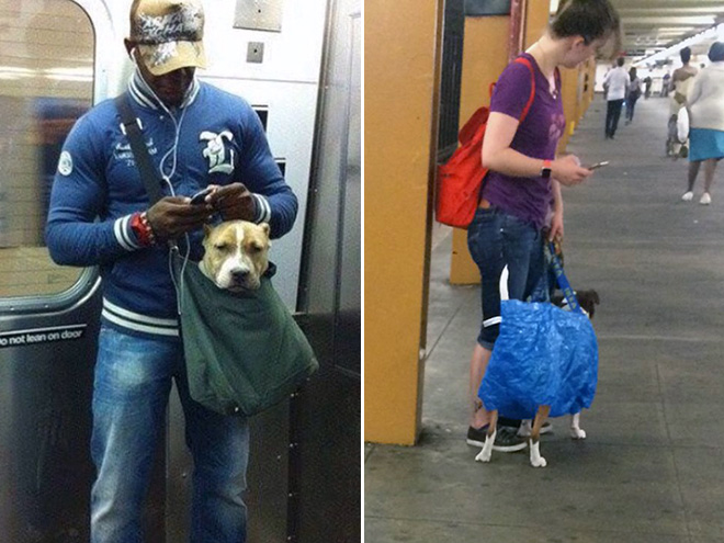 As long as your dog is in a bag, he is allowed to ride the NYC subway...