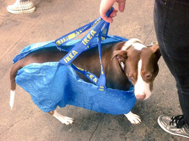 As long as your dog is in a bag, he is allowed to ride the NYC subway...