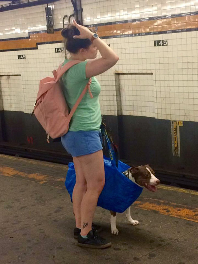 As long as your dog is in a bag, he is allowed to ride the NYC subway...