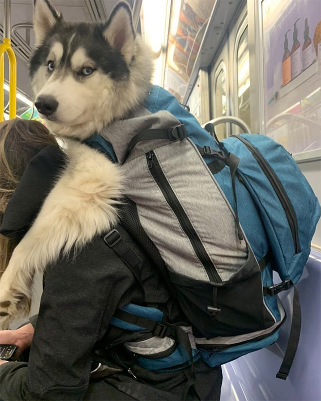 As long as your dog is in a bag, he is allowed to ride the NYC subway...