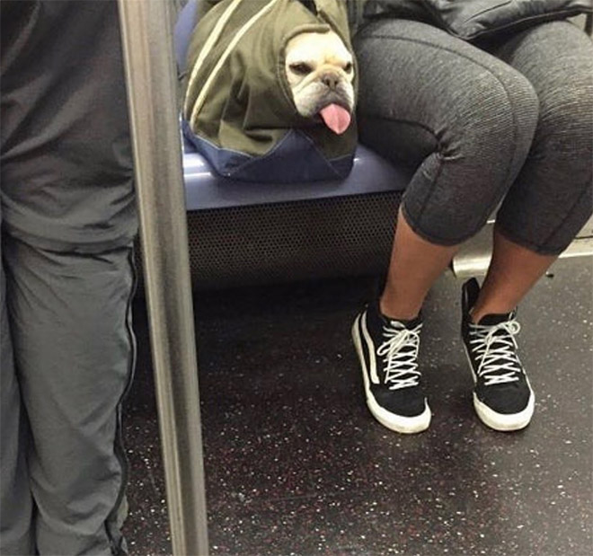 As long as your dog is in a bag, he is allowed to ride the NYC subway...