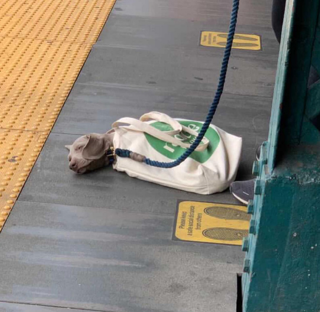 As long as your dog is in a bag, he is allowed to ride the NYC subway...