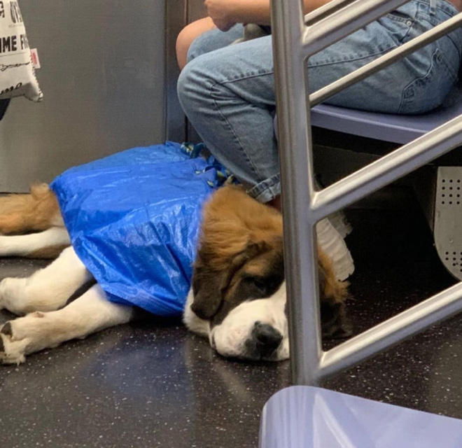 As long as your dog is in a bag, he is allowed to ride the NYC subway...