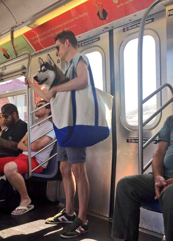 As long as your dog is in a bag, he is allowed to ride the NYC subway...