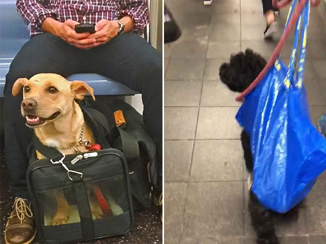 As long as your dog is in a bag, he is allowed to ride the NYC subway...