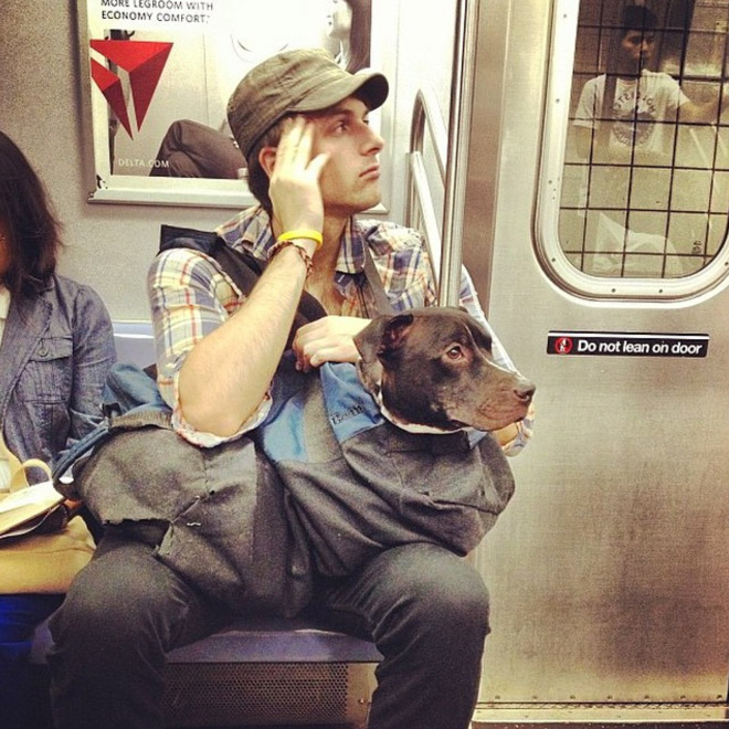 As long as your dog is in a bag, he is allowed to ride the NYC subway...