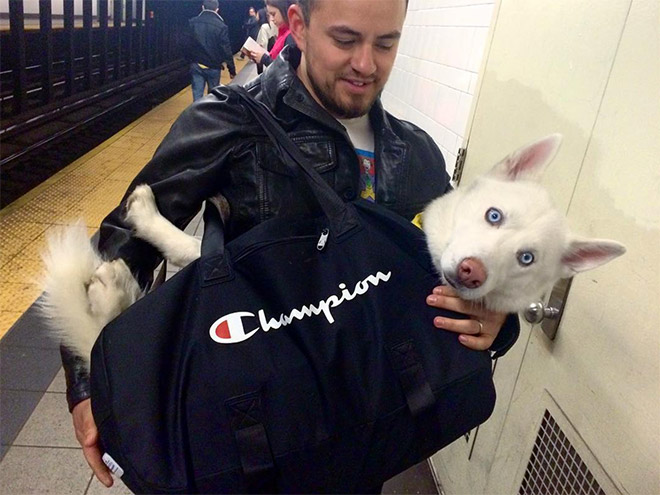 As long as your dog is in a bag, he is allowed to ride the NYC subway...