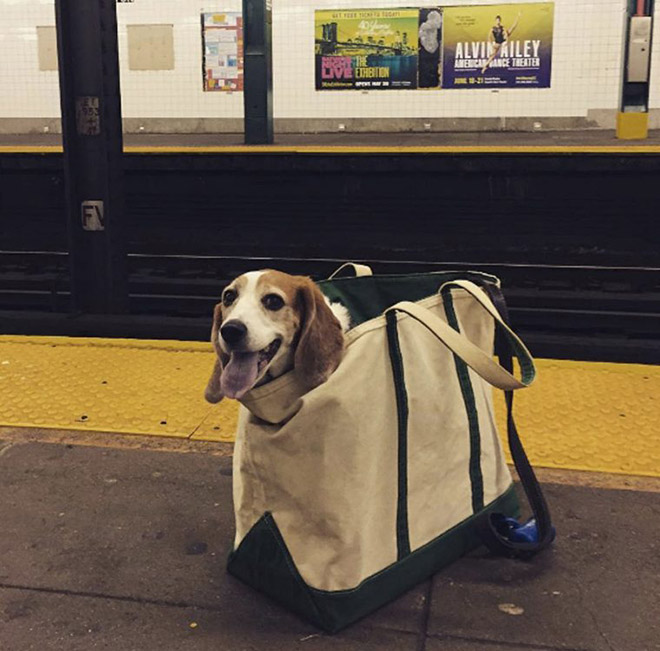 As long as your dog is in a bag, he is allowed to ride the NYC subway...