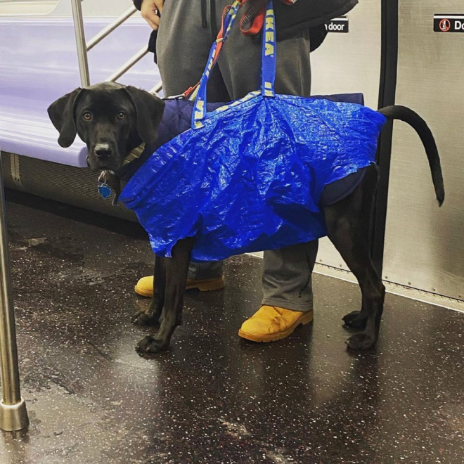 As long as your dog is in a bag, he is allowed to ride the NYC subway...