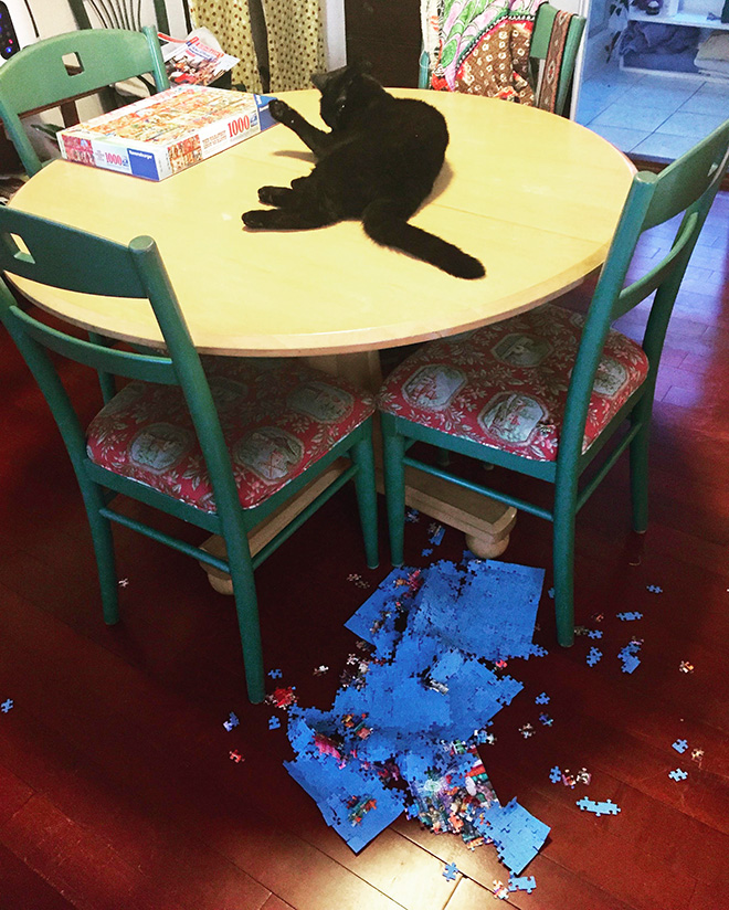 Cat helping to solve a puzzle.