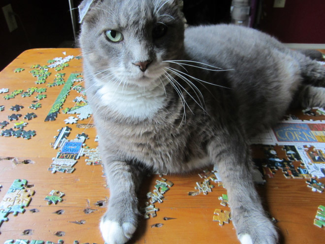 Cat helping to solve a puzzle.