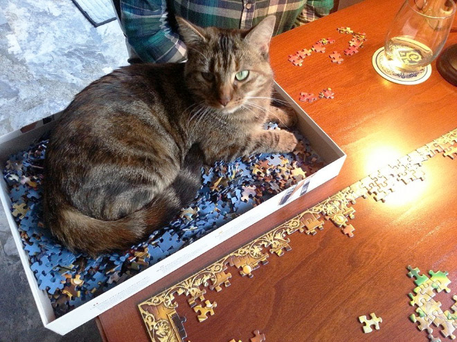 Cat helping to solve a puzzle.