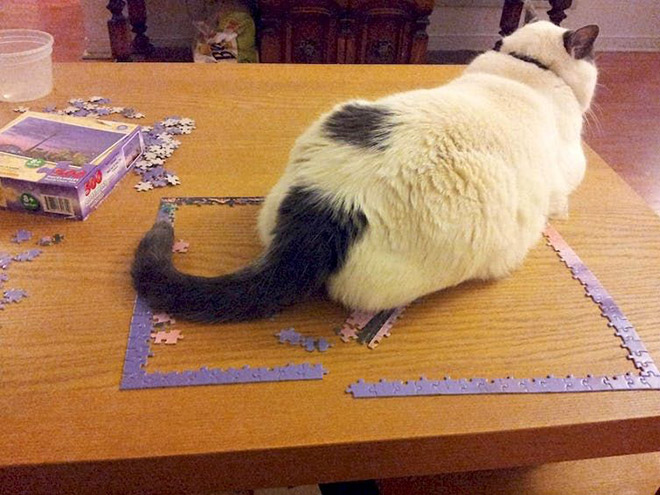 Cat helping to solve a puzzle.