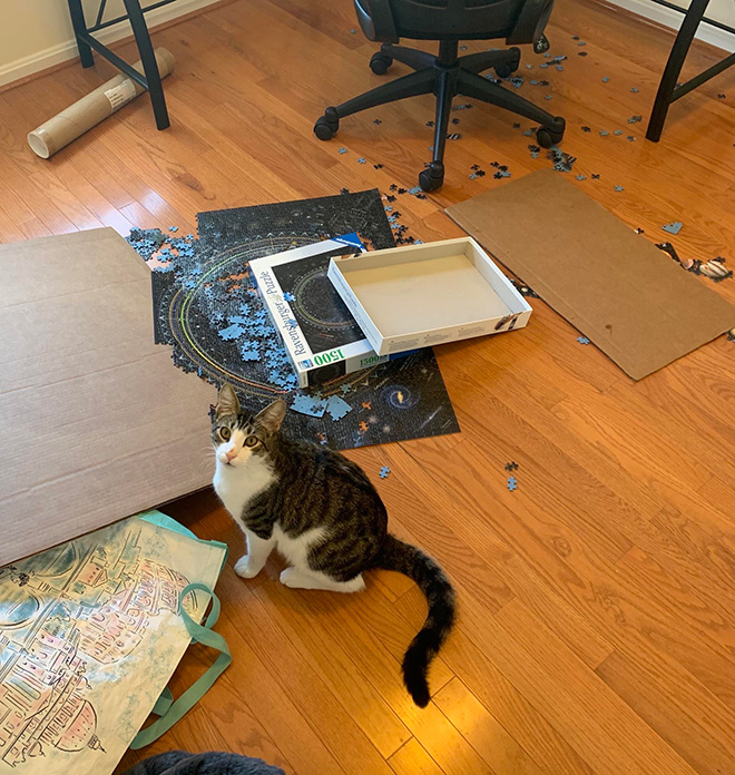 Cat helping to solve a puzzle.