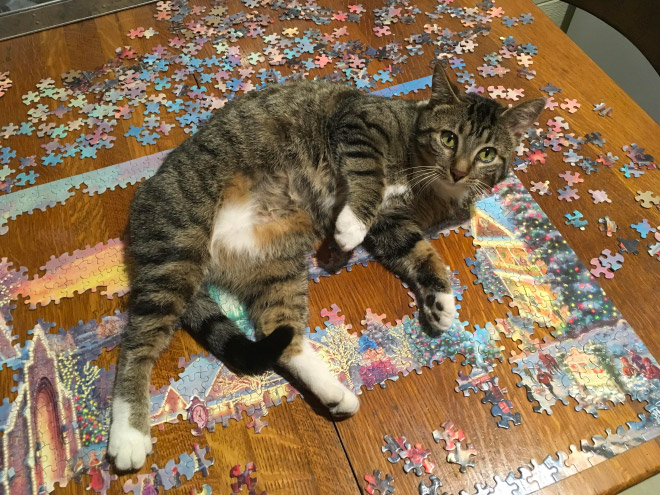 Cat helping to solve a puzzle.