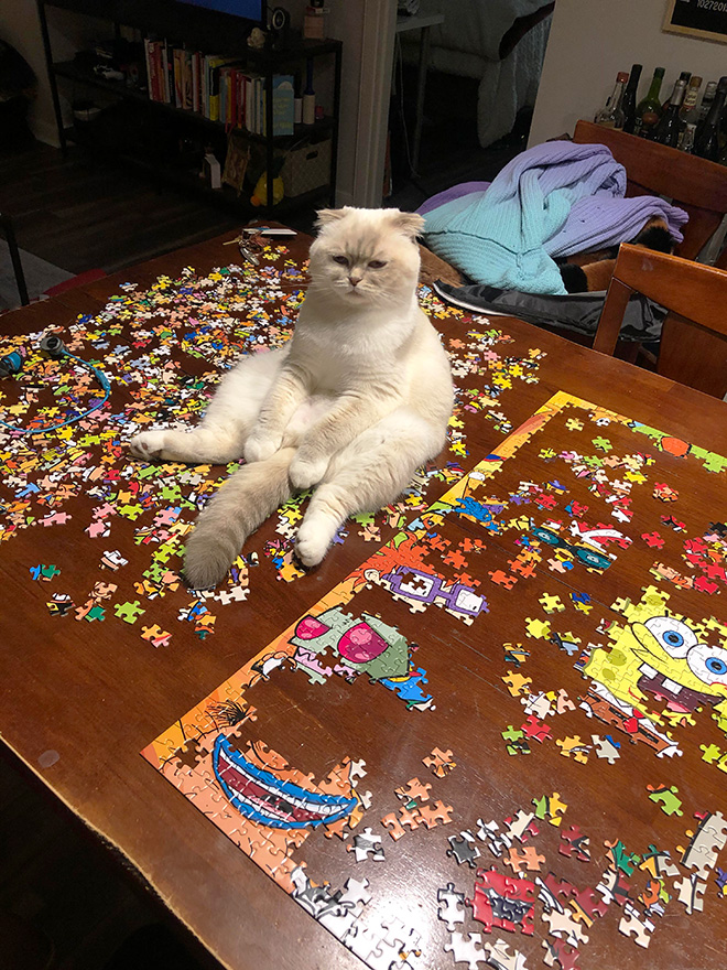 Cat helping to solve a puzzle.