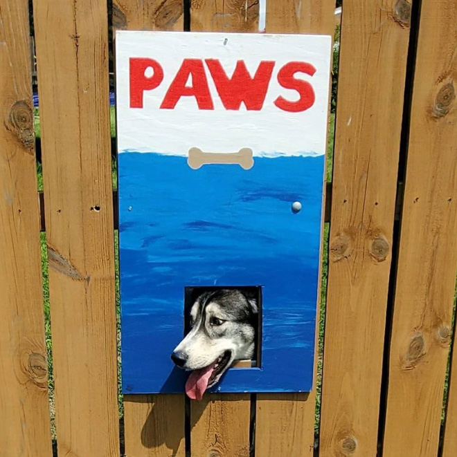 Funny fence window for dogs.