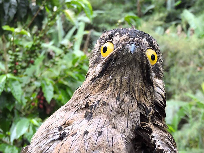 Some birds are... well... ugly.