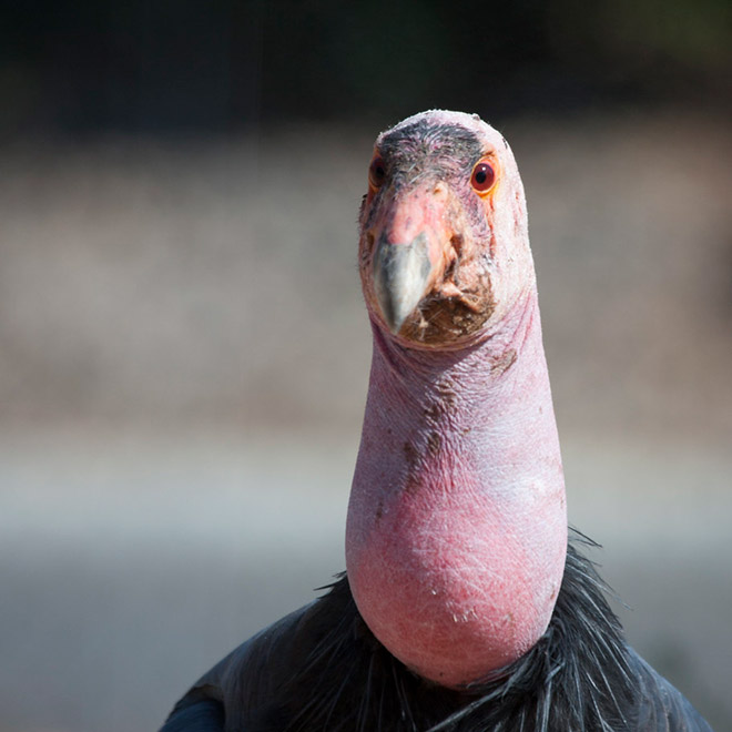 Some birds are... well... ugly.