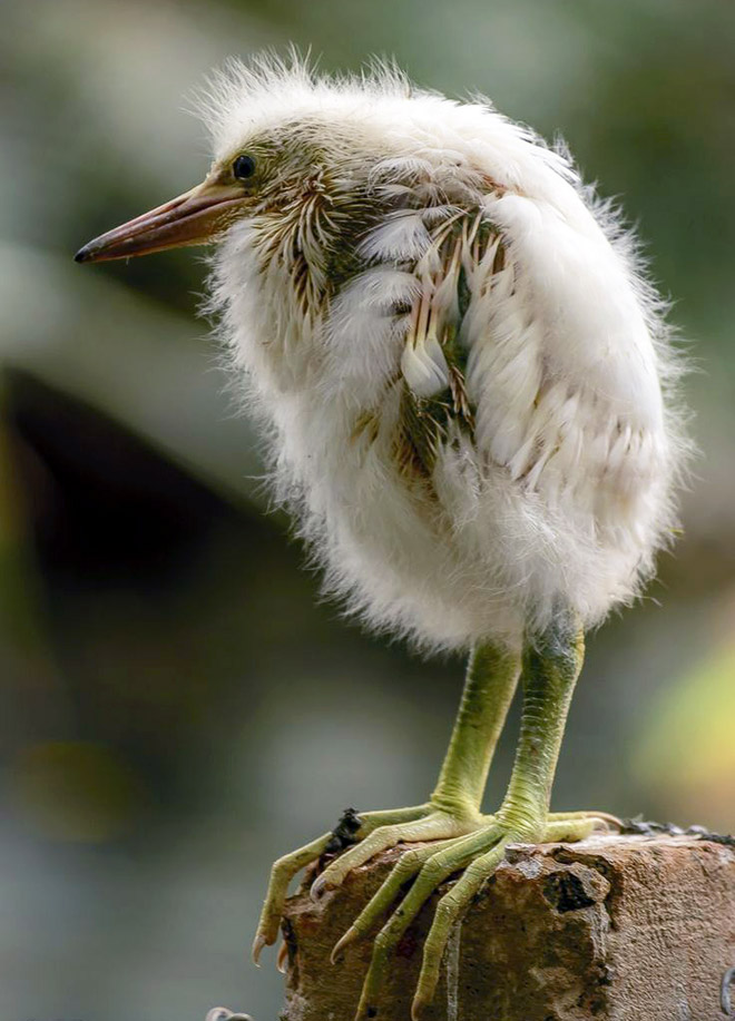 Some birds are... well... ugly.