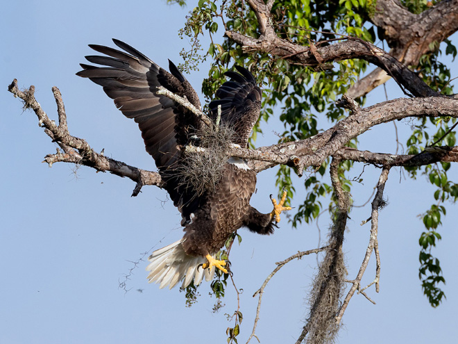 Some birds are... well... ugly.