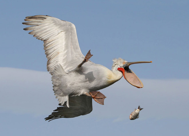 Some birds are... well... ugly.