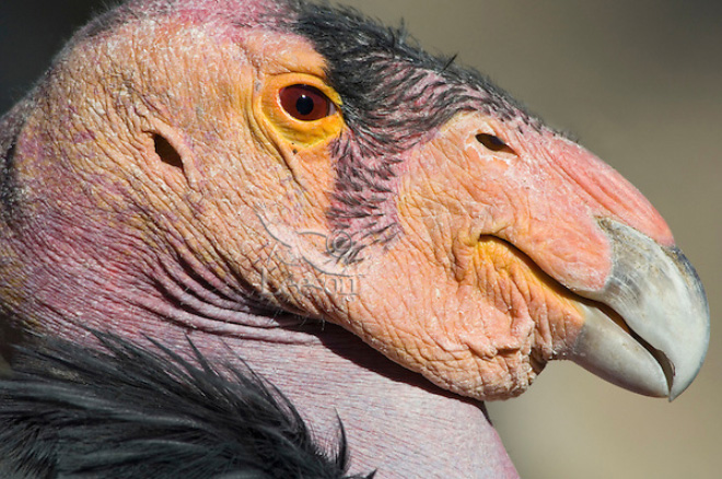 Some birds are... well... ugly.