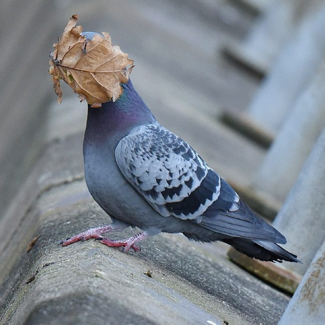 Some birds are... well... ugly.