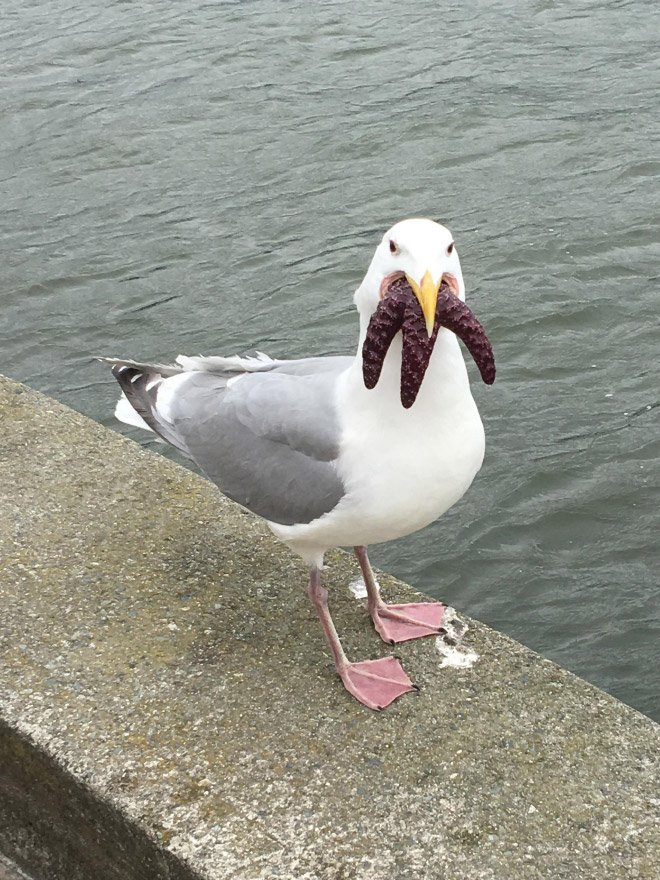 Some birds are... well... ugly.