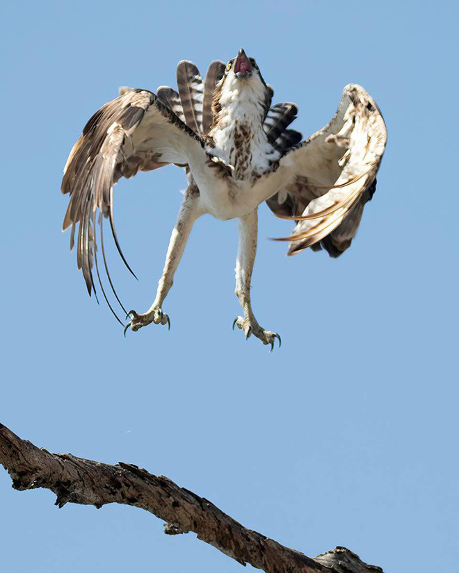 Some birds are... well... ugly.