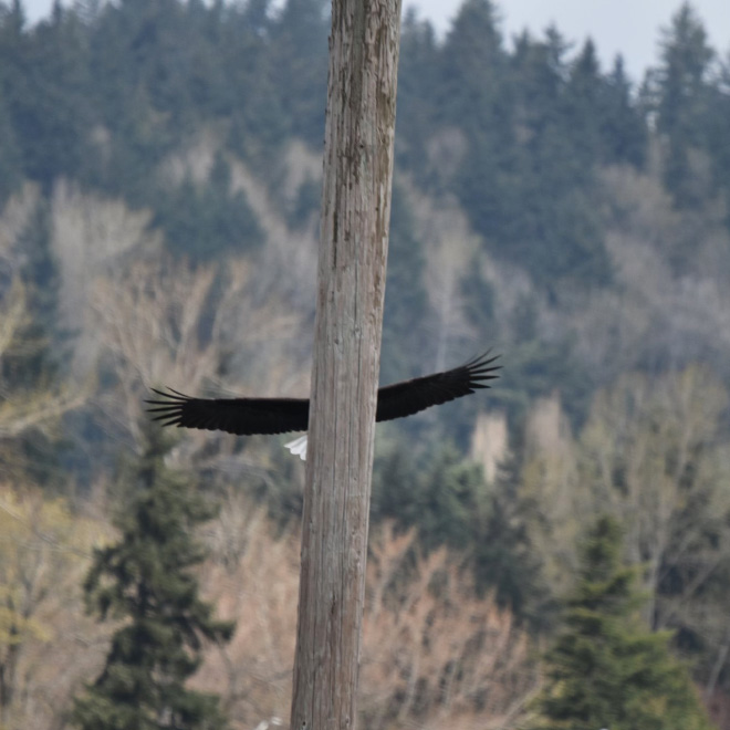 Some birds are... well... ugly.