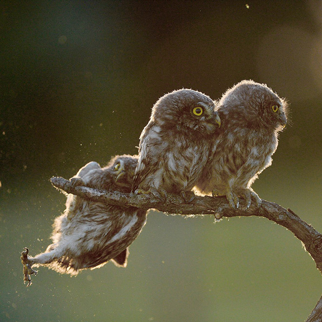 Some birds are... well... ugly.