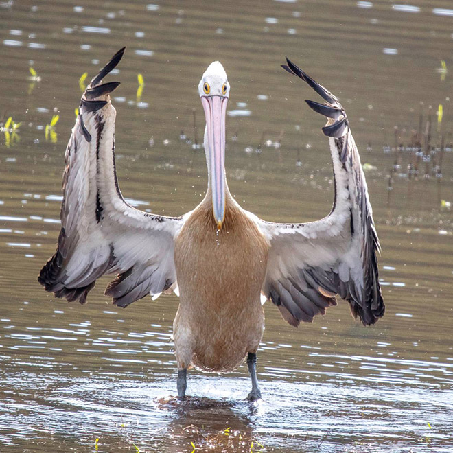 Some birds are... well... ugly.