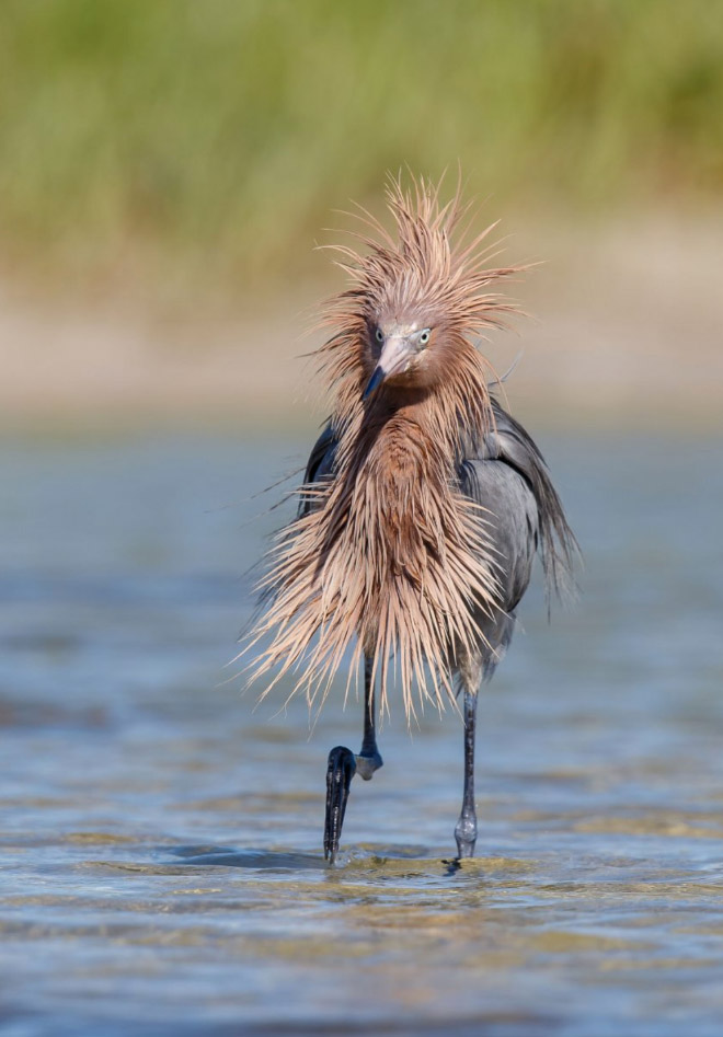 Some birds are... well... ugly.