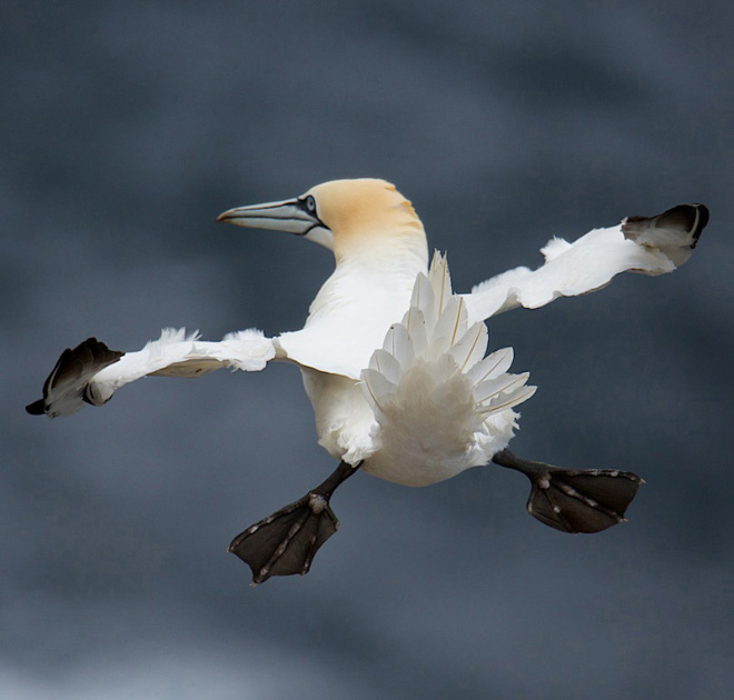 Some birds are... well... ugly.