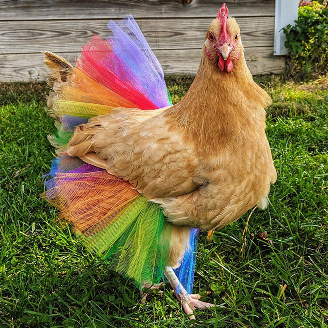 Fashionable chicken wearing a tutu.