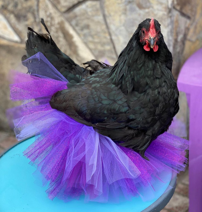 Fashionable chicken wearing a tutu.