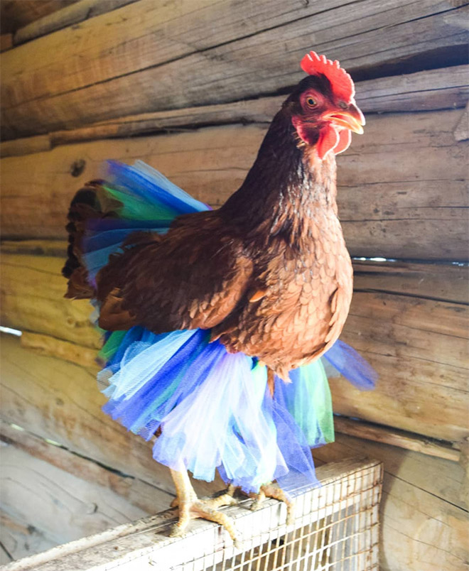 Fashionable chicken wearing a tutu.