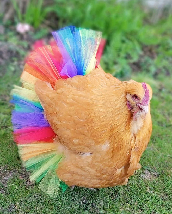 Fashionable chicken wearing a tutu.