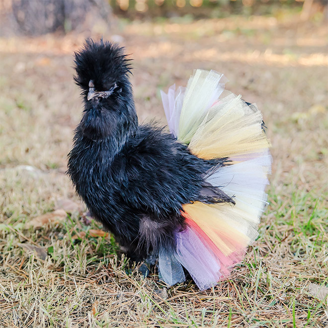 Fashionable chicken wearing a tutu.