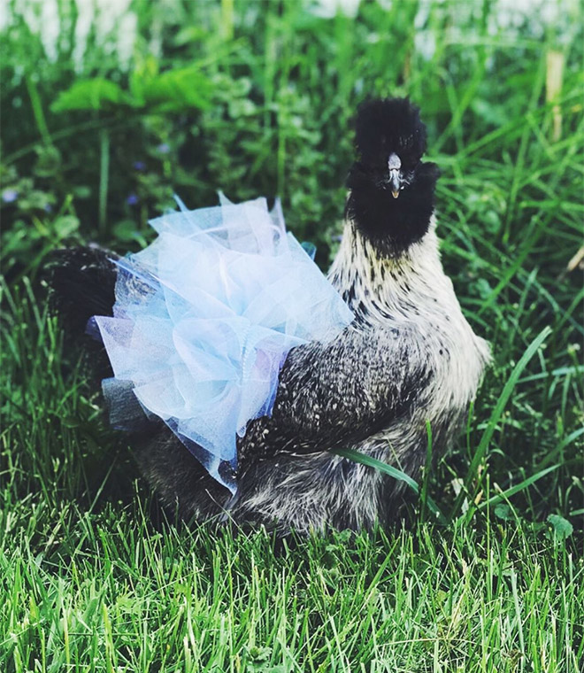 Fashionable chicken wearing a tutu.