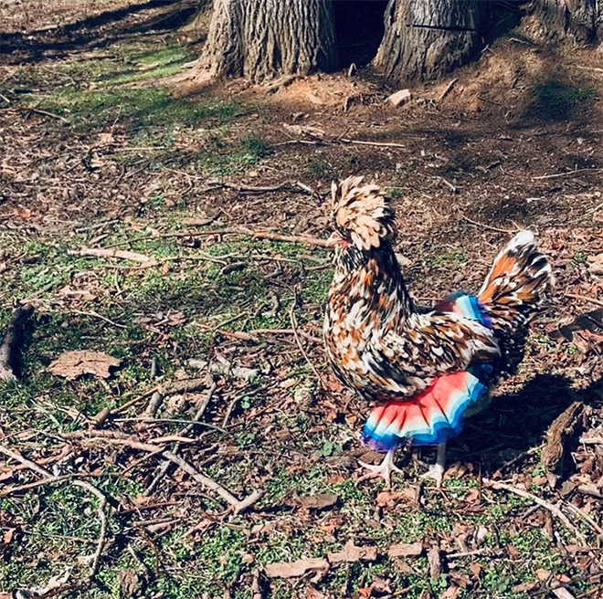 Fashionable chicken wearing a tutu.