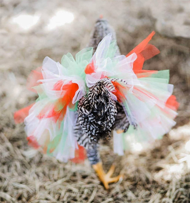 Fashionable chicken wearing a tutu.